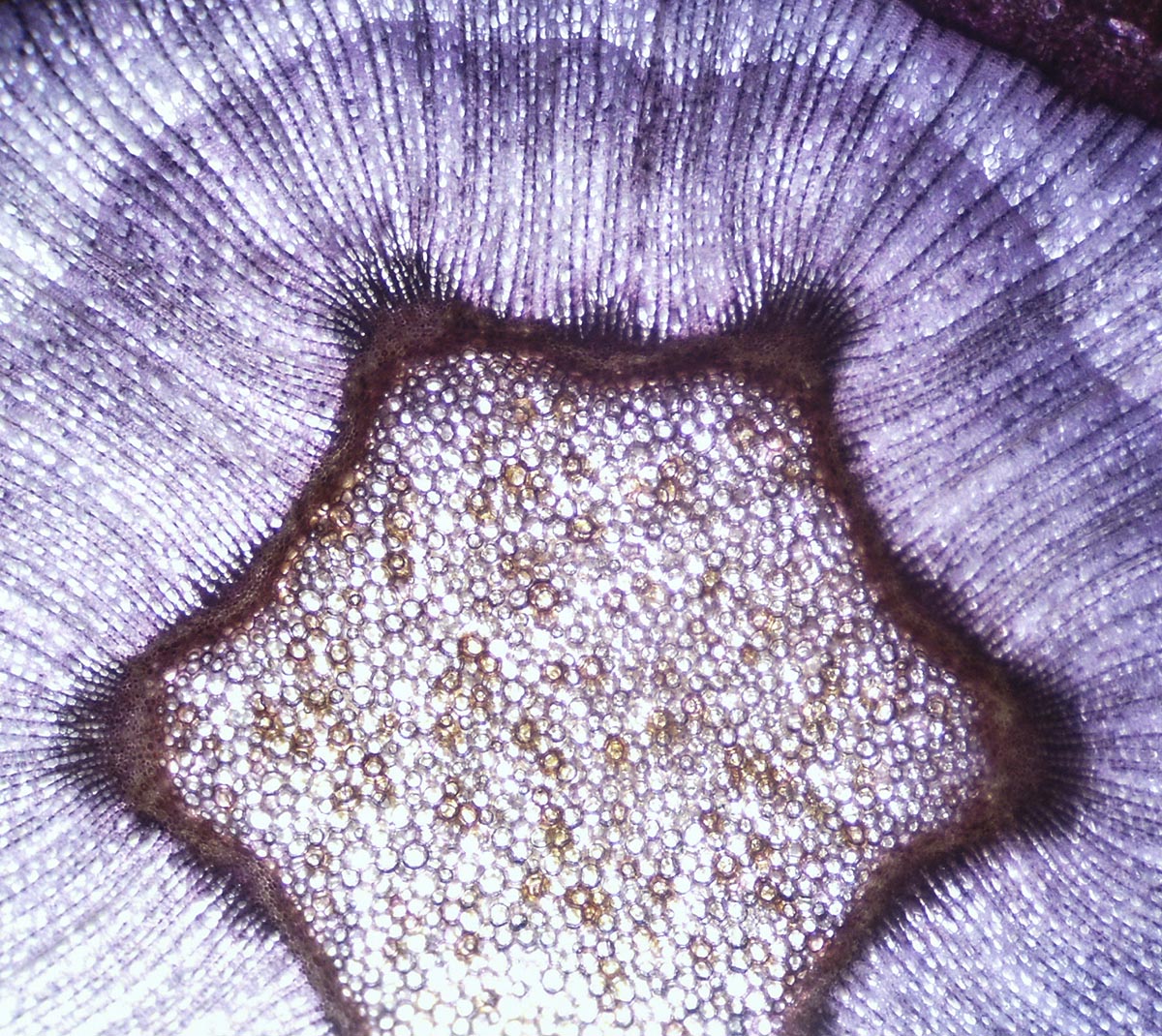 Mark und Xylem